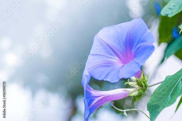 Fototapeta 朝顔