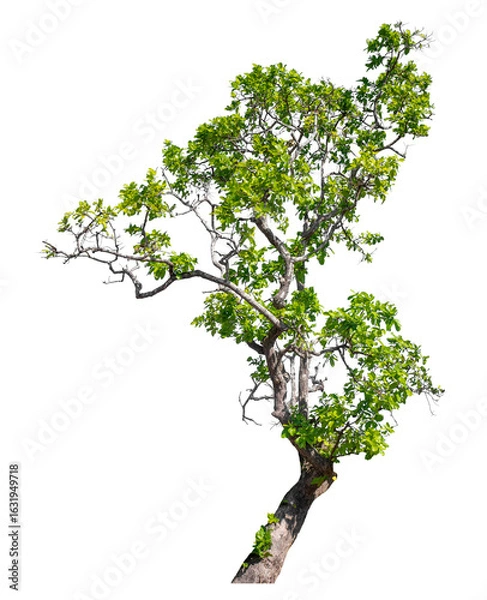 Fototapeta Green tree isolated on transparent background with clipping path and alpha channel
