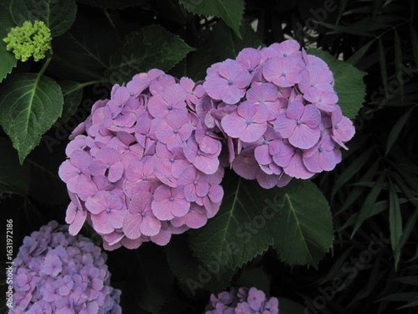 Obraz ピンクがかった紫色の美しい紫陽花