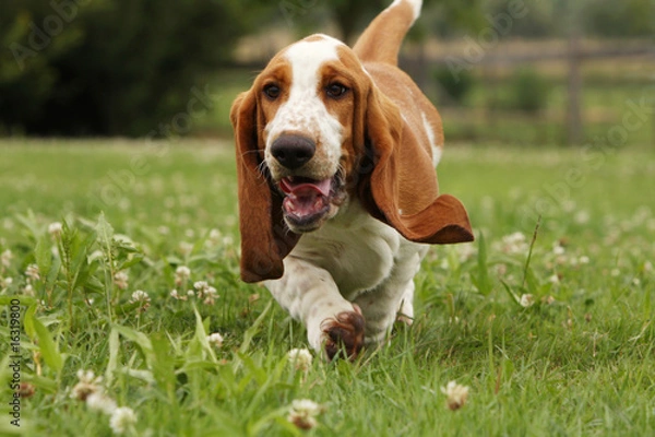 Obraz jeune basset hound courant de face en campagne.vitalité