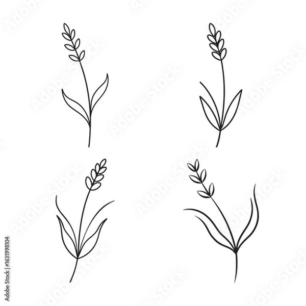 Fototapeta line art lavender with curved leaf set bundle on the white background