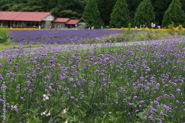 Fototapeta 青山高原ハーブガーデンの花
