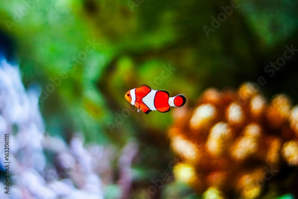 Obraz 산호와 흰동가리 (Clownfish)