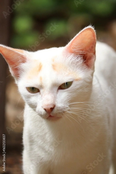 Fototapeta Close-up of a beautiful white cat with green eyes and a blurred background, shallow depth of field