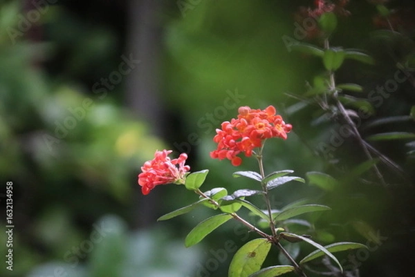 Fototapeta Close-up of a vibrant orange and red flower on a branch with lush green leaves and a blurred background