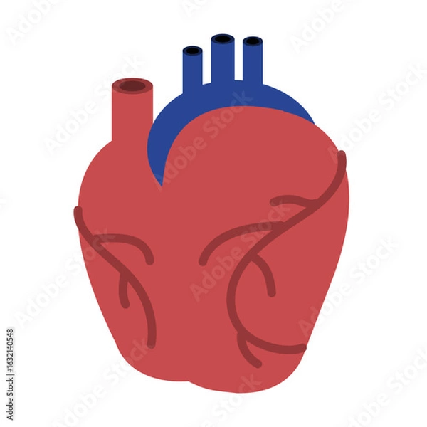 Obraz anatomisches Herz - farbiges Icon