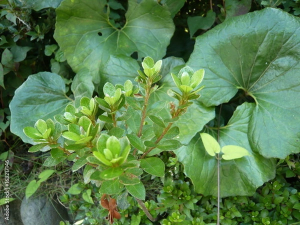 Obraz まっすぐに伸びる低木