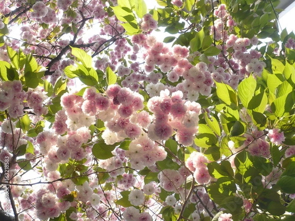 Obraz 光を浴びる満開の八重桜