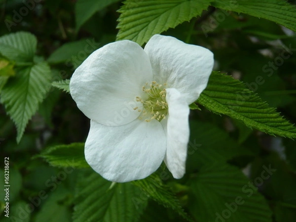 Obraz 花壇に咲く白い花