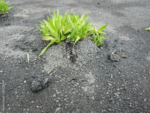 Obraz アスファルトから生える雑草