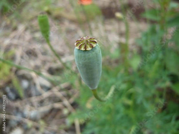 Obraz 道端に咲くナガミヒナゲシの種