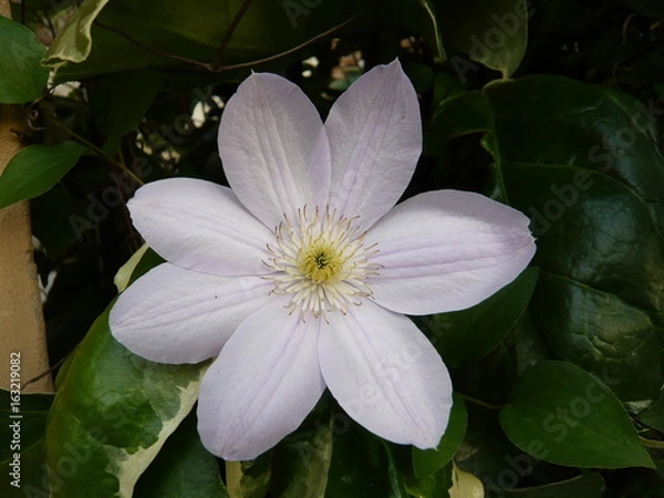 Fototapeta 花壇に咲くピンク色の花