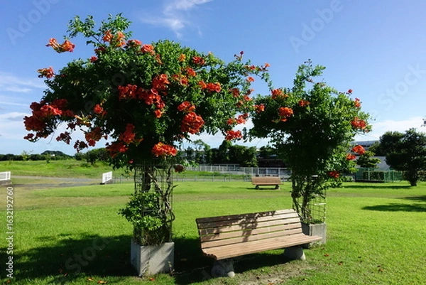 Fototapeta 花咲く木に挟まれたベンチ