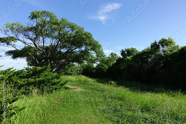 Fototapeta 野原と空