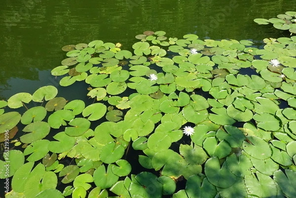 Fototapeta 水上の花と丸葉