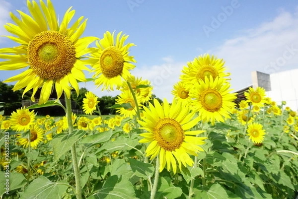 Fototapeta 地上の太陽群