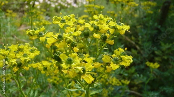 Obraz 咲き誇る春の花