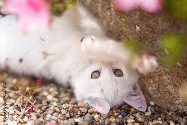 Obraz 5月、すくすく育つ白い仔猫