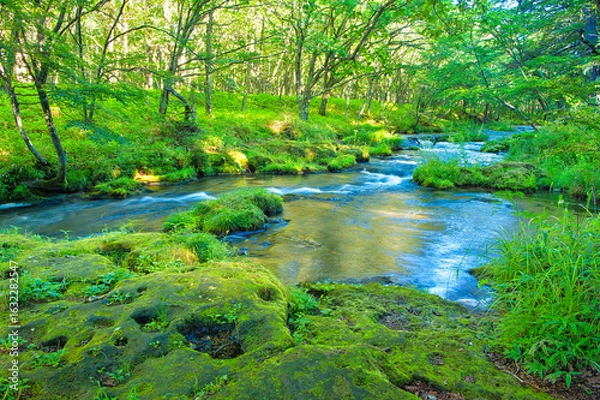 Fototapeta 栃木県日光市　奥日光の戦場ヶ原を流れる湯川