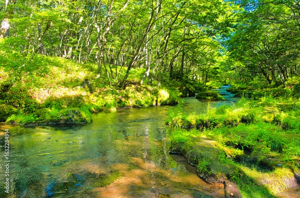 Fototapeta 栃木県日光市　奥日光の戦場ヶ原を流れる湯川