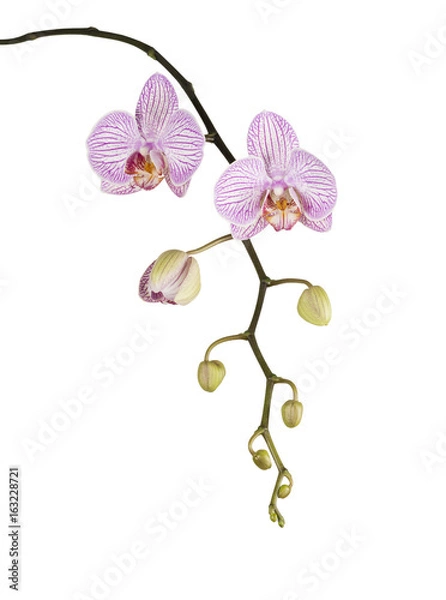 Obraz Pink orchid isolated on white background