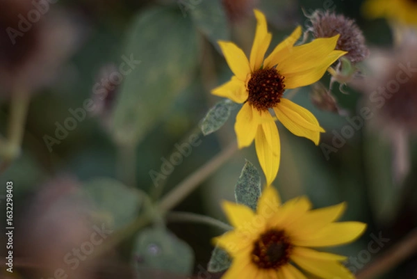 Obraz bee on yellow sun flower