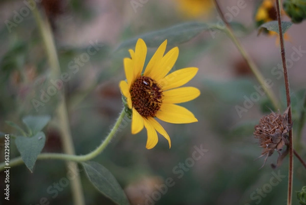 Obraz bee on sun flower