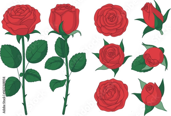 Fototapeta Red rose flower collection, hand drawn botanical roses, blooming rose buds and leaves, detailed floral vector illustration, garden elegance