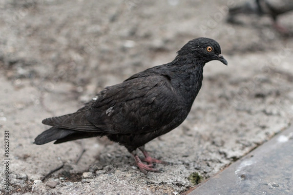 Obraz Pigeonon the promenade in the park