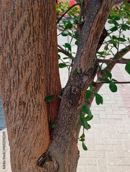 Obraz tree in the park