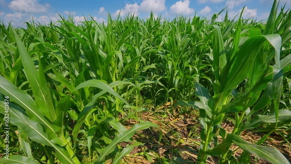 Fototapeta A Lush and Vibrant Green Cornfield Flourishing Under a Beautifully Bright Blue Sky