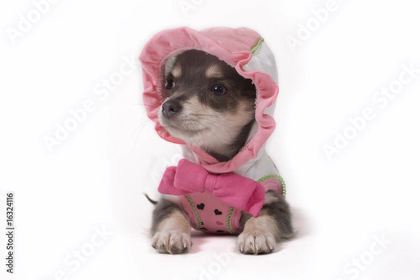 Obraz pup in clothes