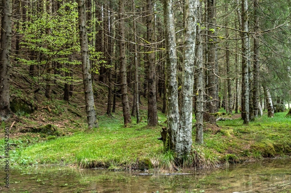 Obraz Valsan Valley, Romania.