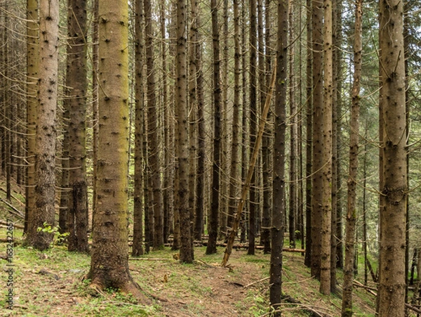 Obraz Valsan Valley, Romania.