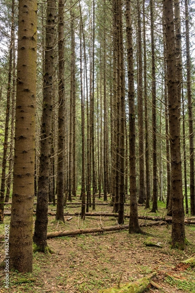 Obraz Valsan Valley, Romania.