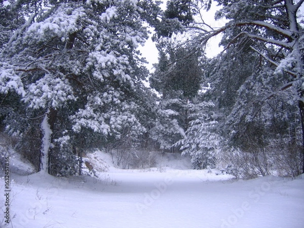 Obraz snow covered trees in winter