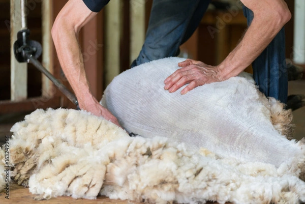 Obraz Hands of man sheaving wool from sheep - shearing sheep for wool in barn 
