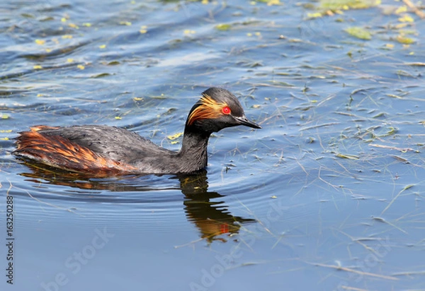 Fototapeta Black necked grebe