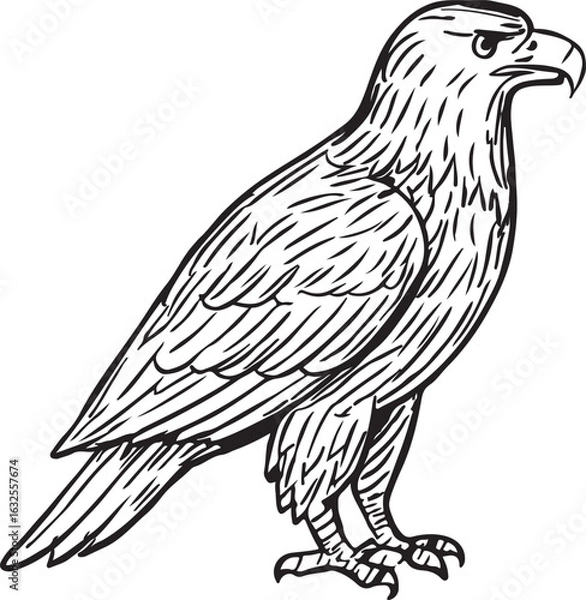 Fototapeta Majestic bald eagle vector illustration for design projects