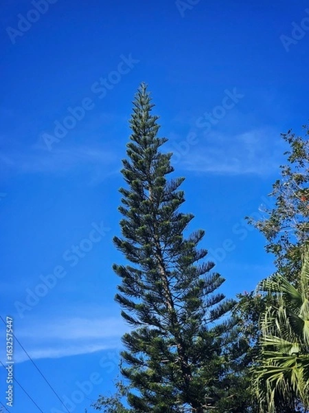 Fototapeta pine tree in winter