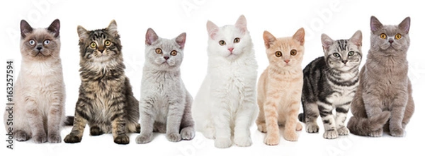 Fototapeta Różne młode koty