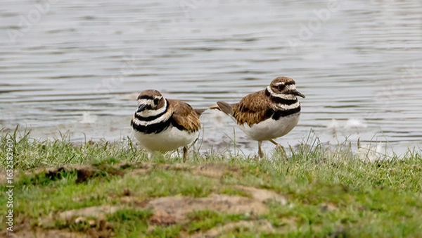 Fototapeta The Killdeers (Charadrius vociferus) are staying by the lake