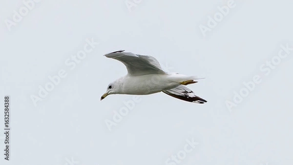 Fototapeta A seagull is flying in the sky
