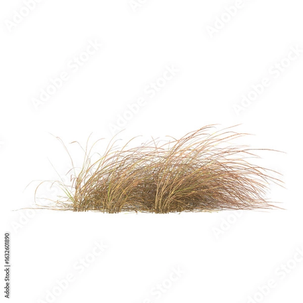 Fototapeta dry grass isolated