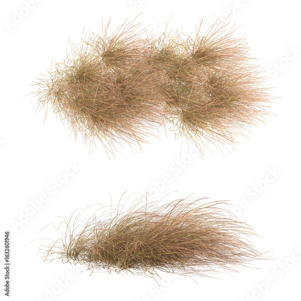 Fototapeta Various types of dried plants grass bushes shrub and small plants isolated	
