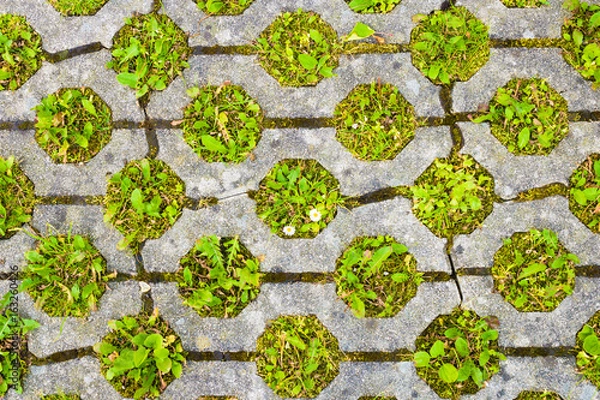 Fototapeta Eco permeable pavement with grass growing through it. Environmentally friendly green parking.