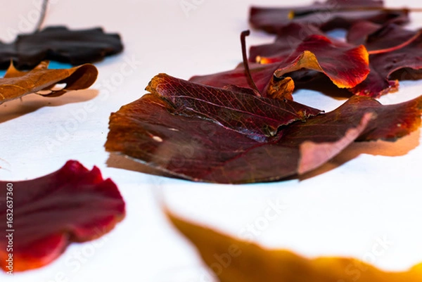 Fototapeta Several maroon leaves from a tree that have been harvested in the Autumn. 
