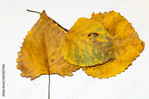 Fototapeta Yellow leaves from a tree that were harvested in the Autumn. The photograph is on a white background with small bits of copy space. 