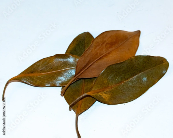 Fototapeta Cluster of magnolia tree leaves. Magnolia trees and their leaves have metaphysical properties. 