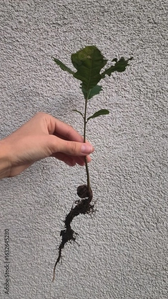Fototapeta photo of oak sprout, acorn, tree, nature, botany, ecology, green